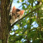 cat-1647775_640