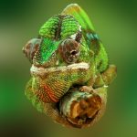 chameleon-540655_1280