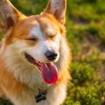 corgi-6673343_1280