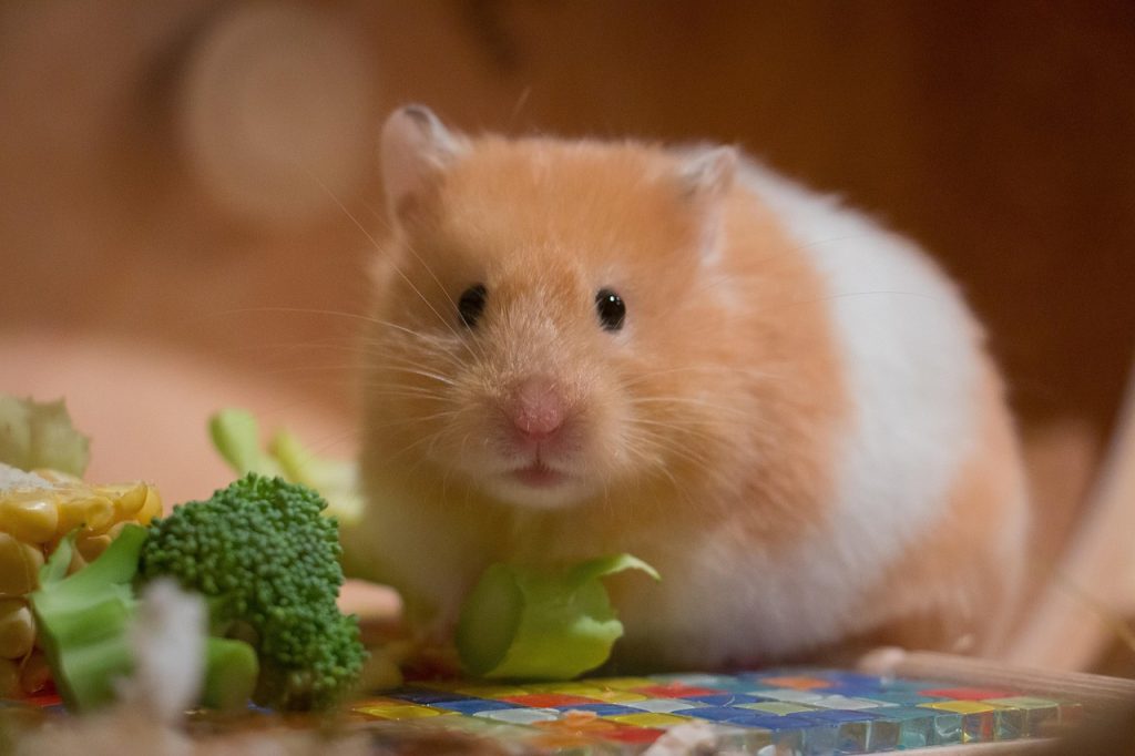 cute-3161014_1280