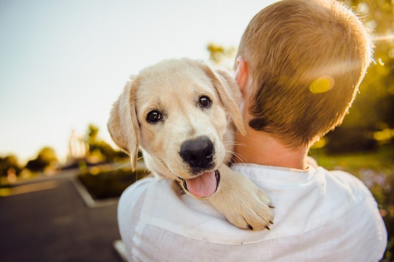 dog-3344414_1280 (4)