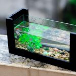 fresh-980406_1280 (1)