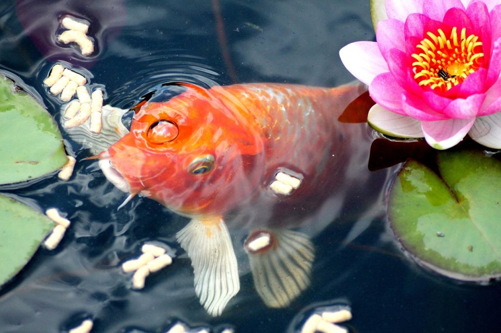 goldfish-414202_1280
