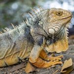 iguana-8084900_640