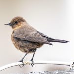 indian-chat-7704561_1280