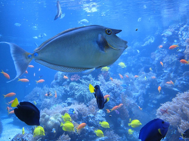 nose-doctor-fish-2206103_640
