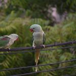 parakeets-2505547_1280