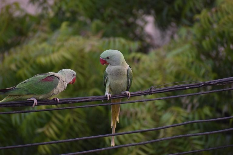 parakeets-2505547_1280