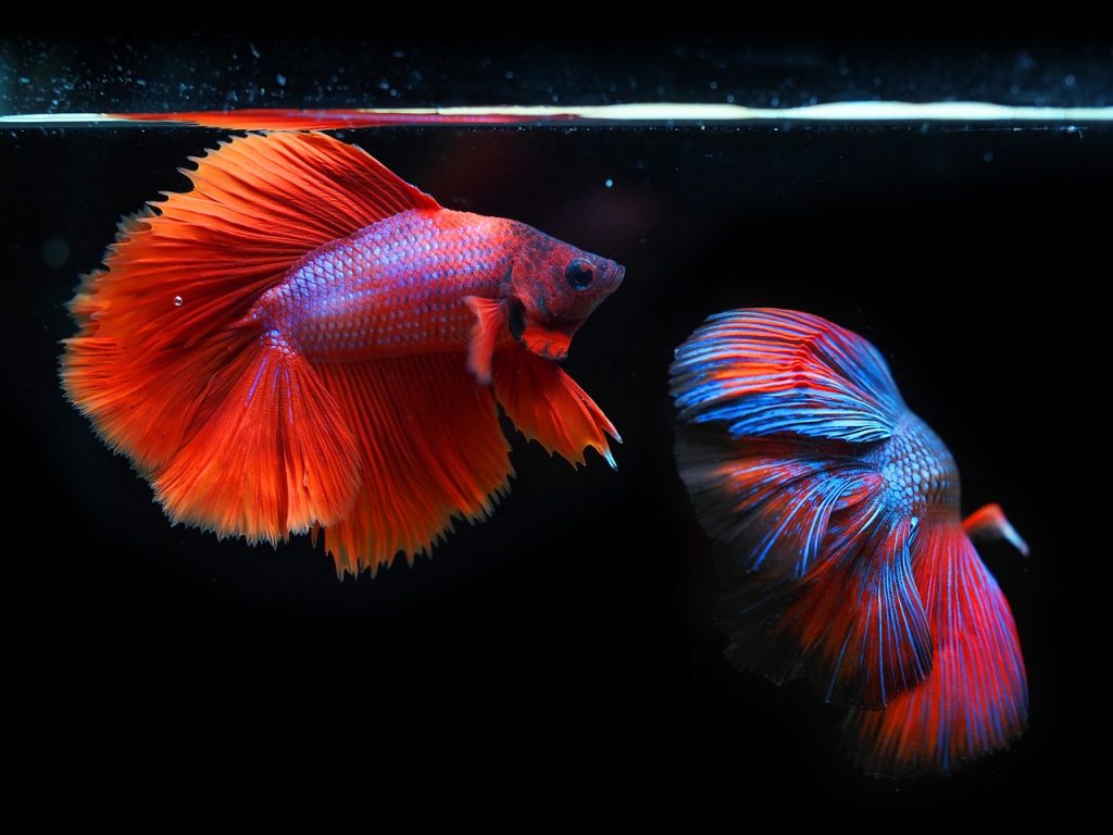 siamese-fighting-fish-6542427_1280