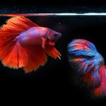 siamese-fighting-fish-6542427_1280