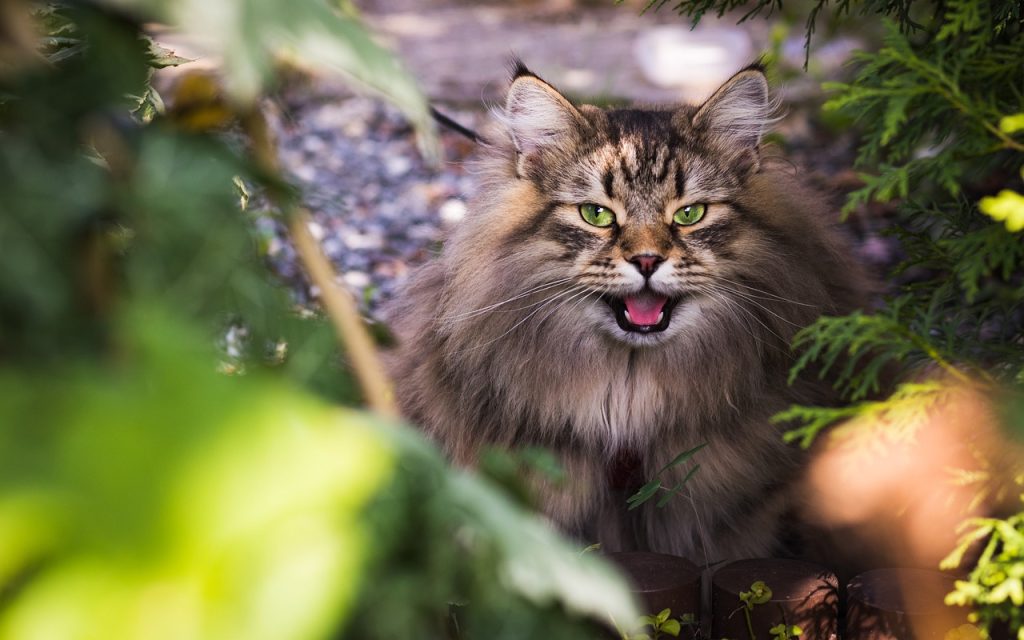 siberian-cat-6465485_1280