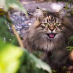 siberian-cat-6465485_1280