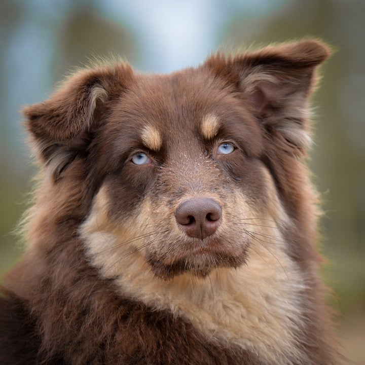 Pet insurance for dogs