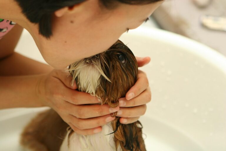DIY dog grooming tips