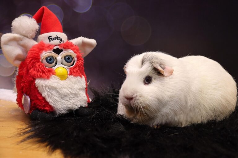 DIY toys for guinea pigs