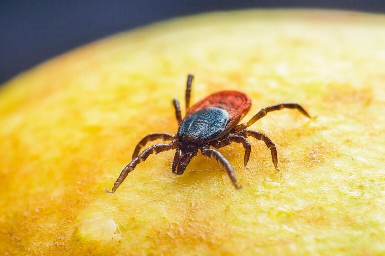 Preventing ticks in dogs