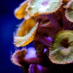 Saltwater fish tank maintenance