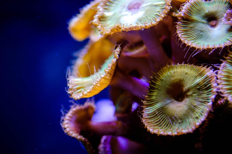 Saltwater fish tank maintenance