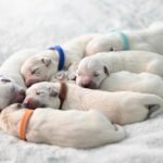 How to introduce dogs to babies