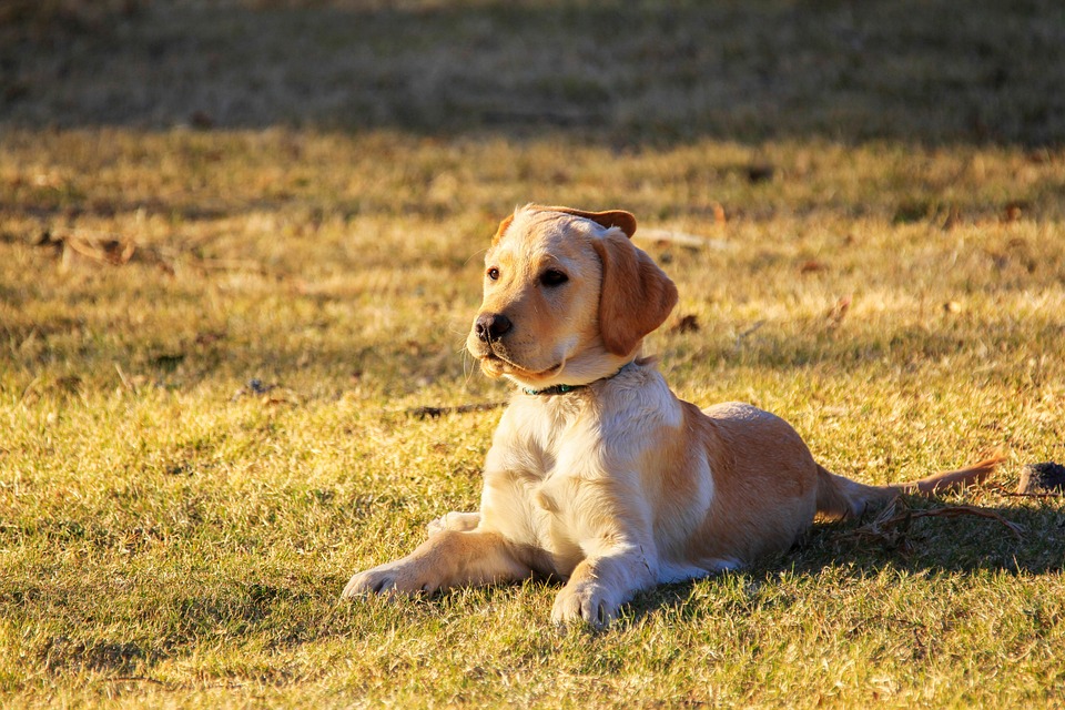 Dog park etiquette