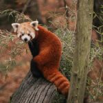Handling exotic mammals