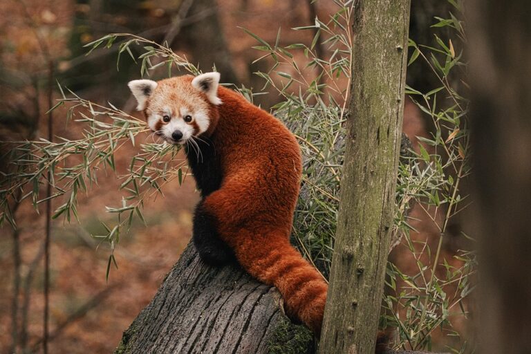 Handling exotic mammals
