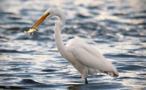 Fish feeding schedule