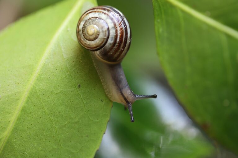Snails in aquariums