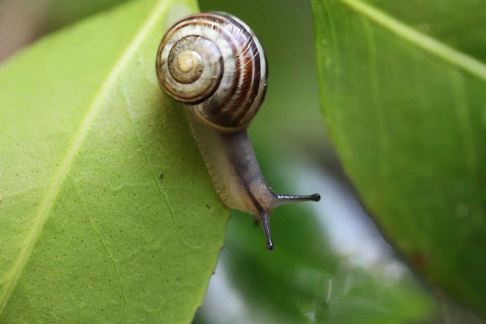 Snails in aquariums