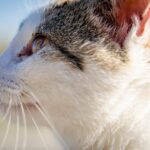 Exotic pet vet checklist