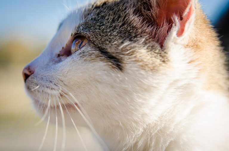 Exotic pet vet checklist