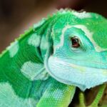 Insectivore reptile diet