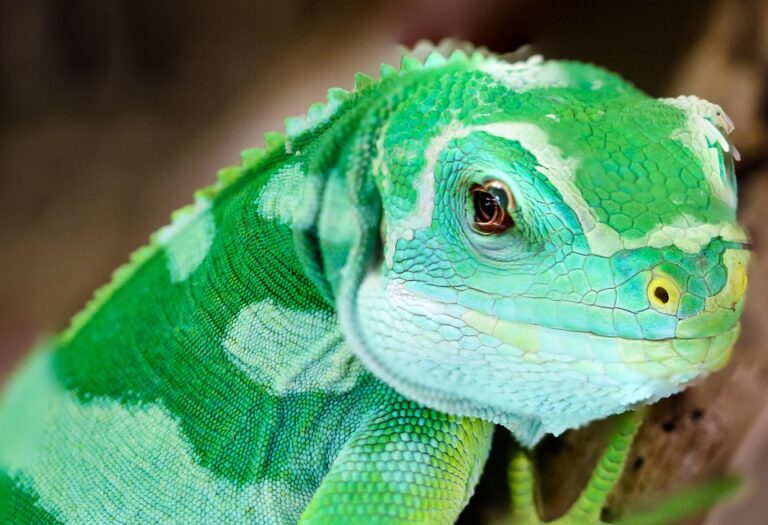 Insectivore reptile diet