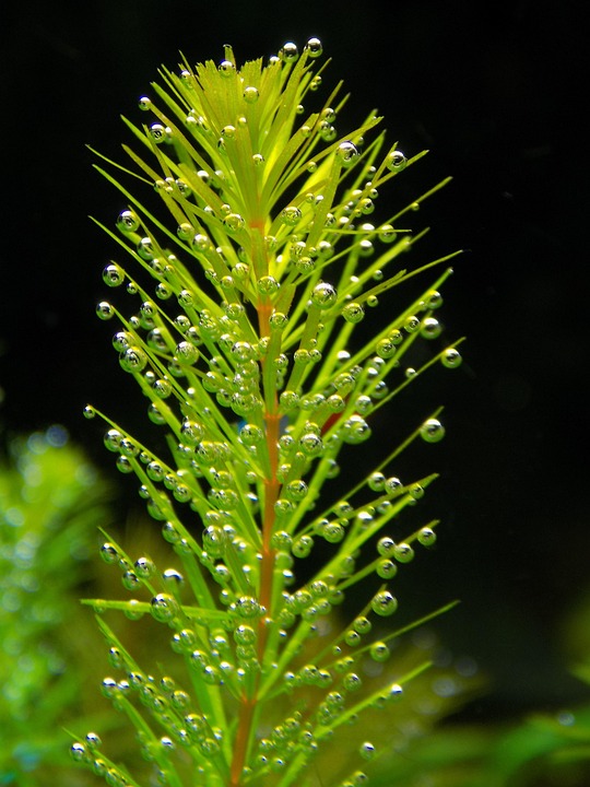 Best aquarium plants