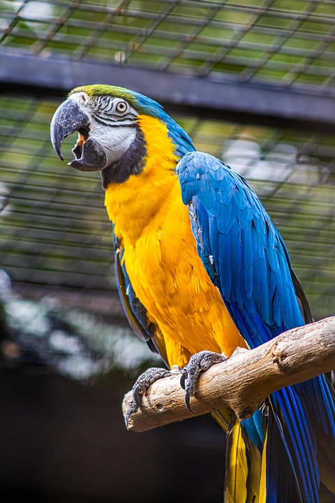 Cage cleaning checklist