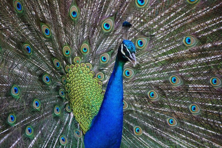 Exotic bird care