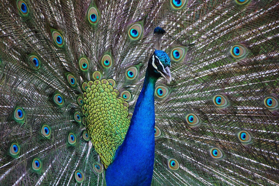 Exotic bird care