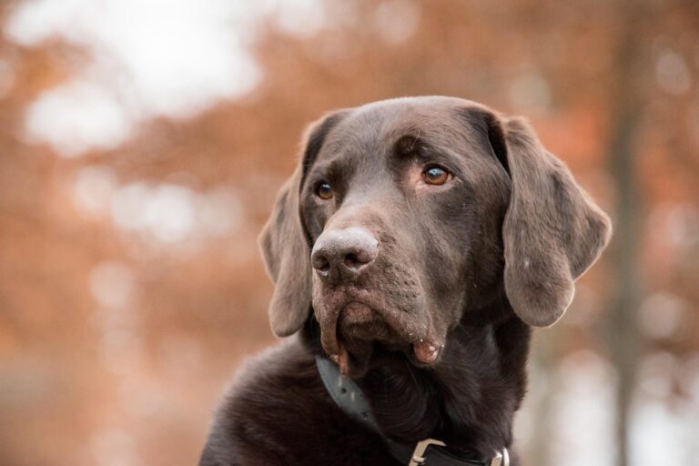 Choosing the right dog collar