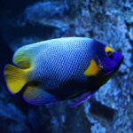 Fish tank heater guide