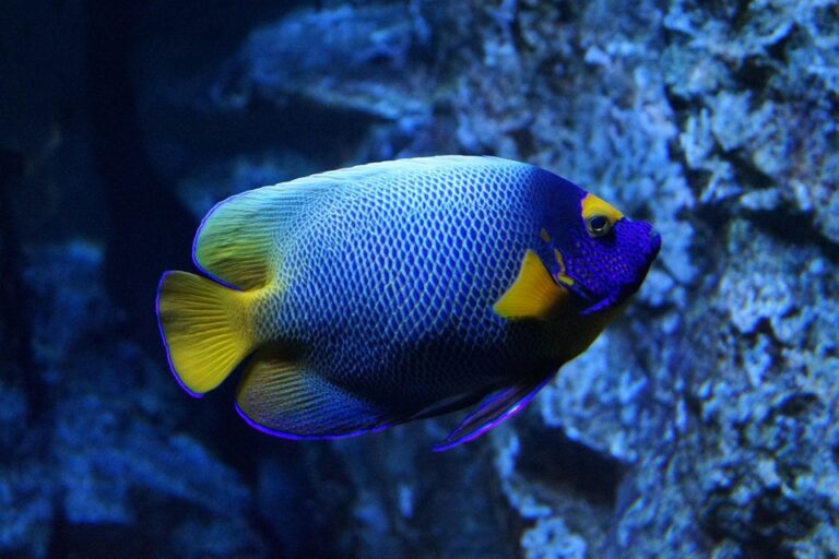 Fish tank heater guide
