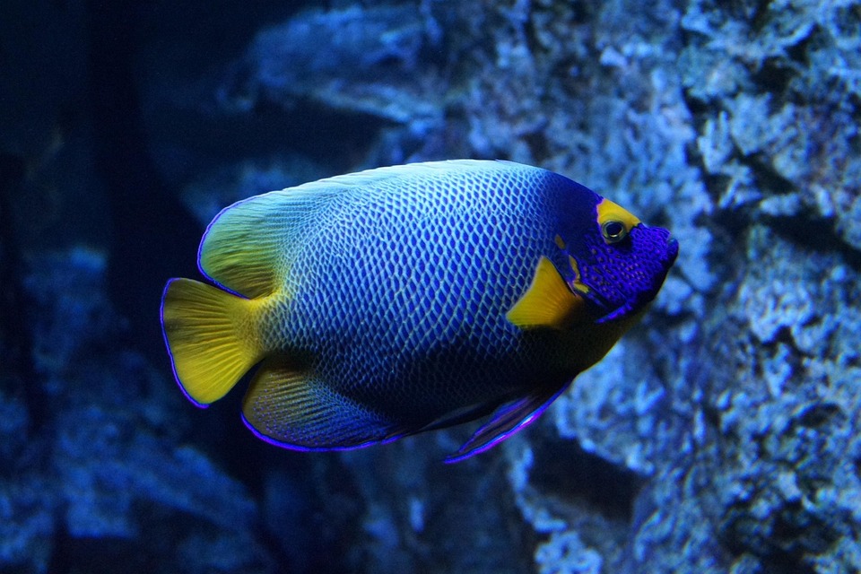 Fish tank heater guide