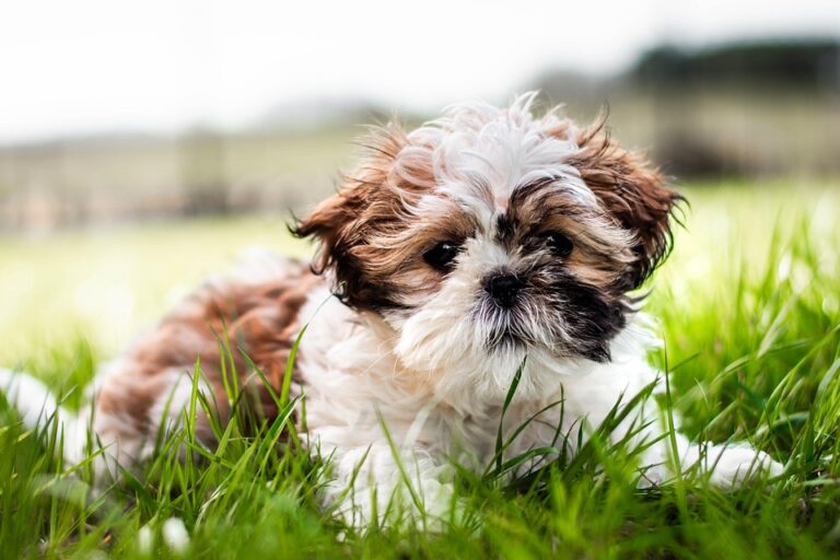 Training small pets