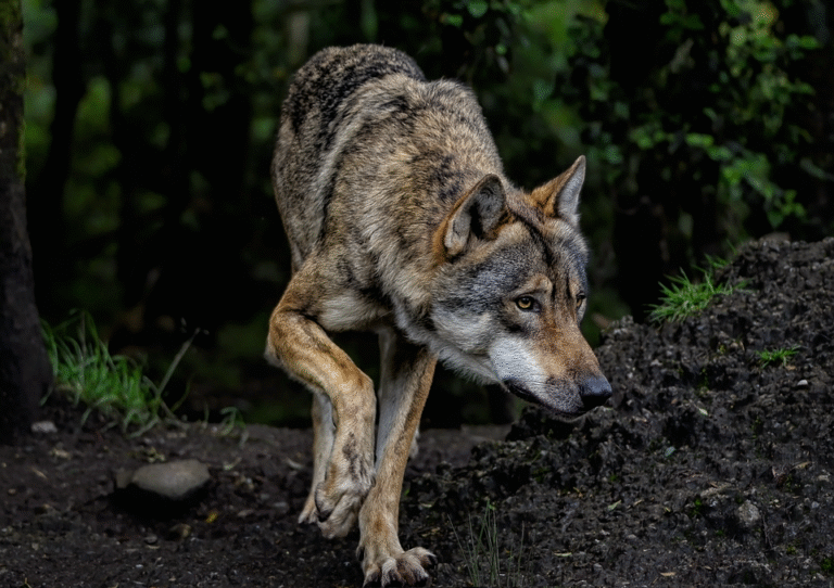 Common dog allergies