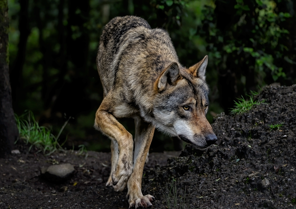 Common dog allergies