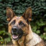 Adopting a rescue dog