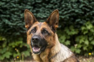 Adopting a rescue dog