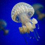 Aquarium water testing tips