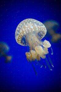 Aquarium water testing tips