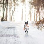 Winter care tips for dogs