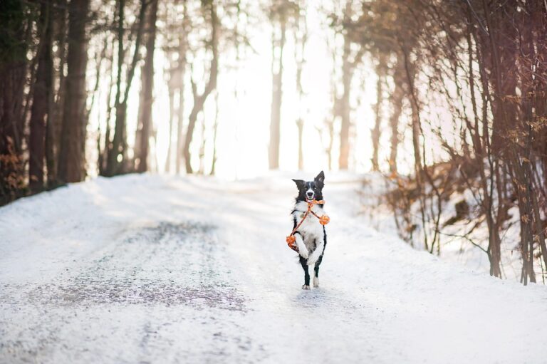 Winter care tips for dogs